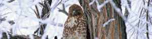 Hawk in Winter, Photo by Tim Corcoran